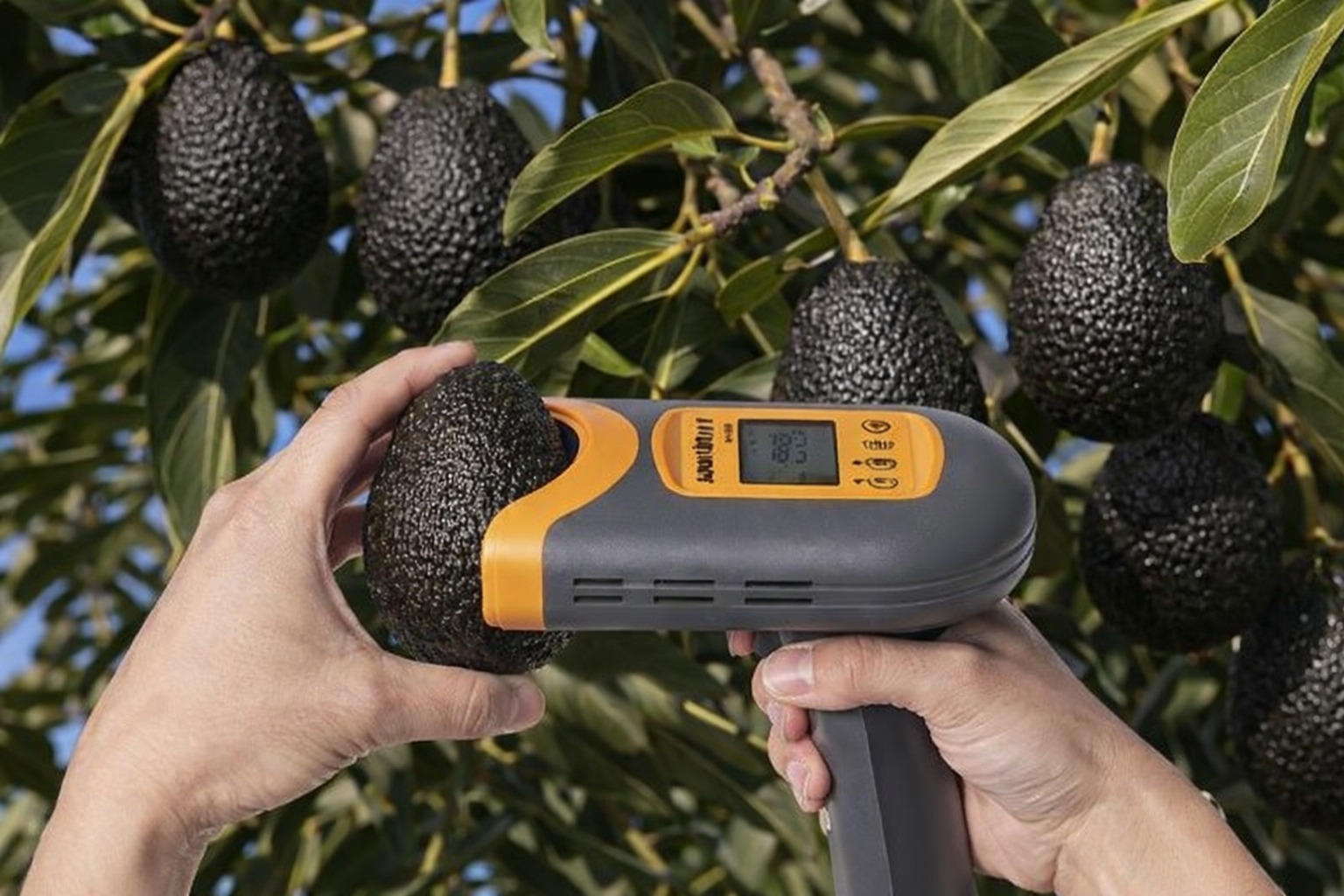 Medidor de materia seca NIR H-100C para aguacate Hass