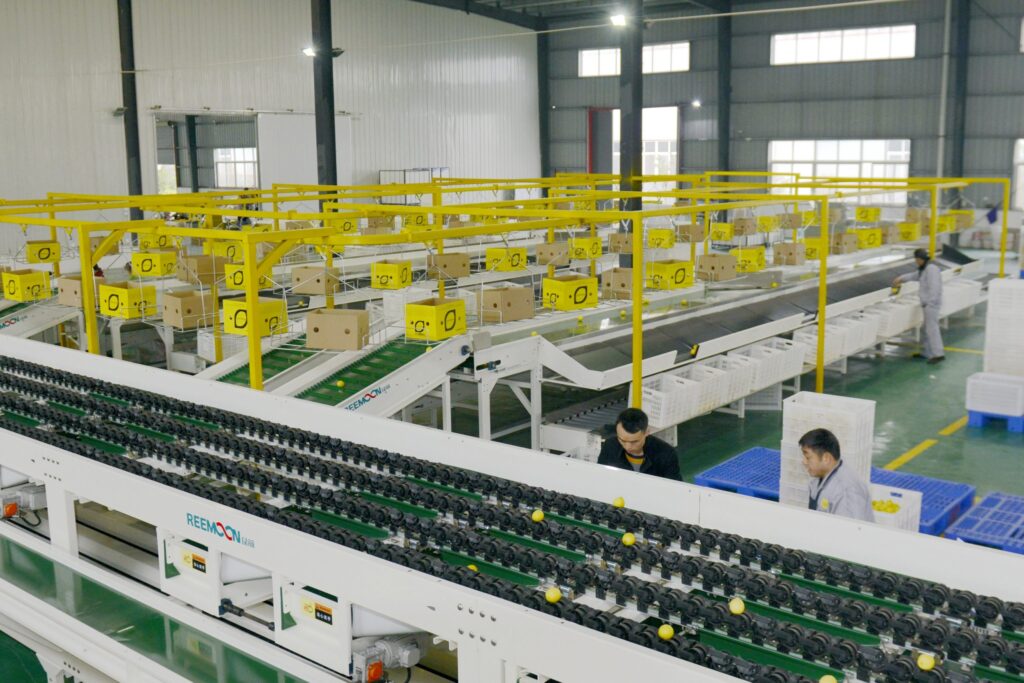 Clasificadora electrónica de frutas y hortalizas REEMOON — maquinaria agroindustrial EUTECH SAS Colombia
