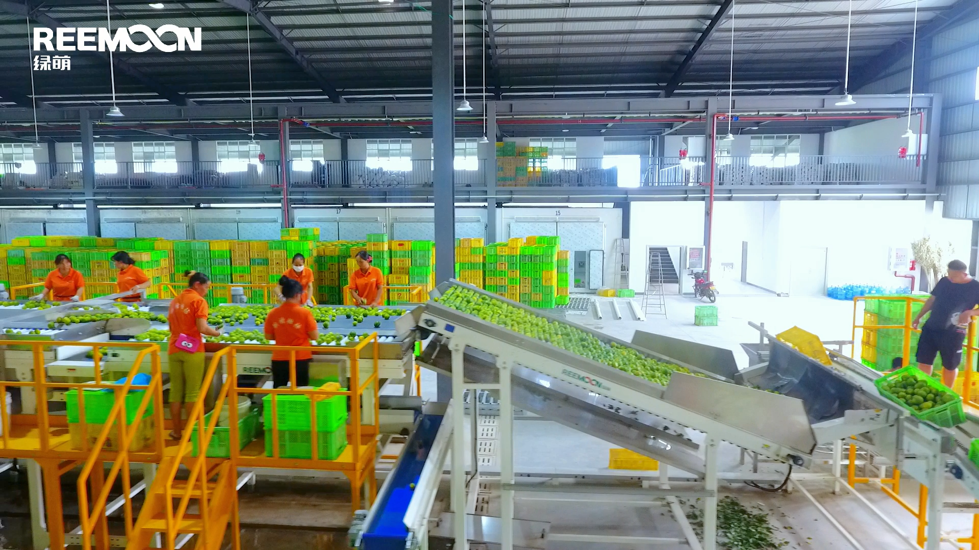 Clasificadora electrónica de cítricos — limón, naranja y mandarina